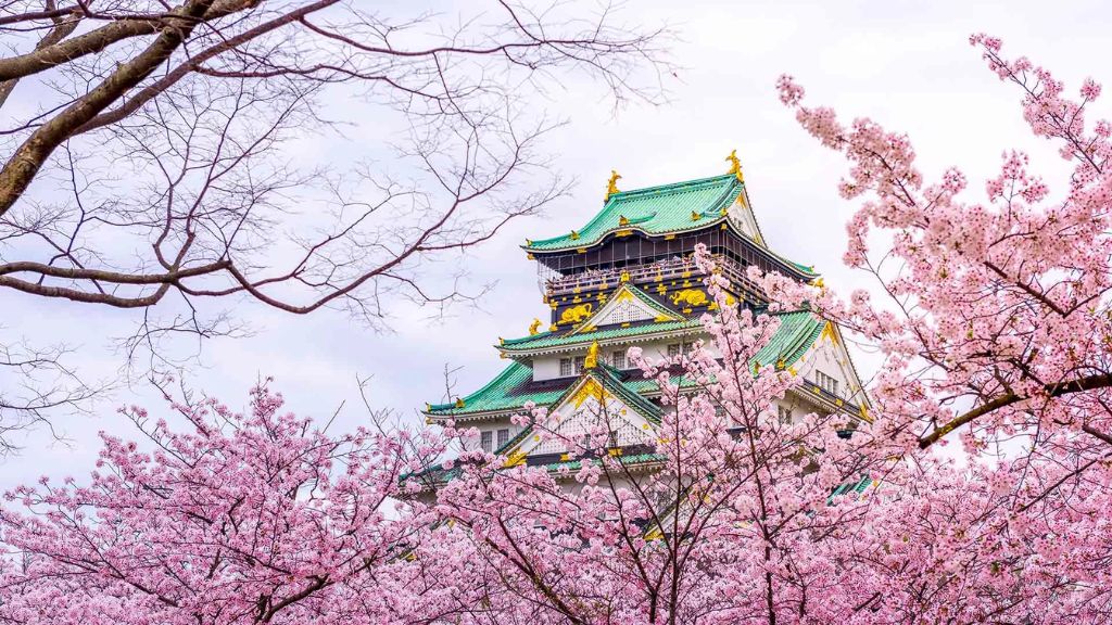 Mùa hoa anh đào khoe sắc Nhật Bản