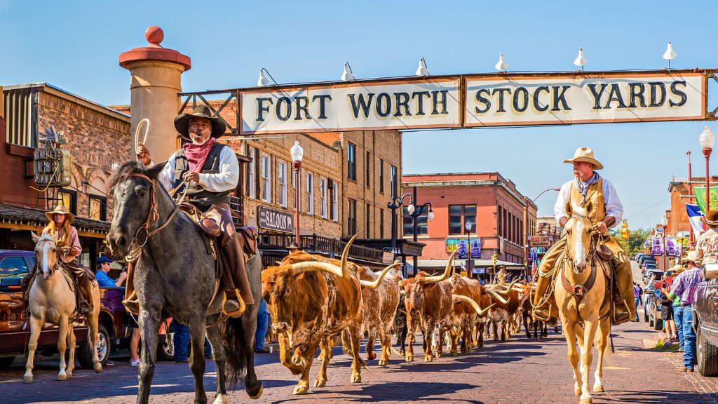 Cattle Drive – màn trình diễn tái hiện cảnh cao bồi lùa đàn bò Texas Longhorn trên phố