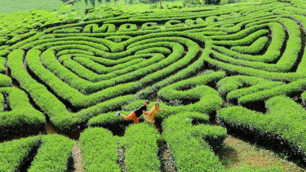 Đồi chè hình trái tim với những dãy chè tạo thành vô số trái tim khổng lồ hết sức đặc sắc