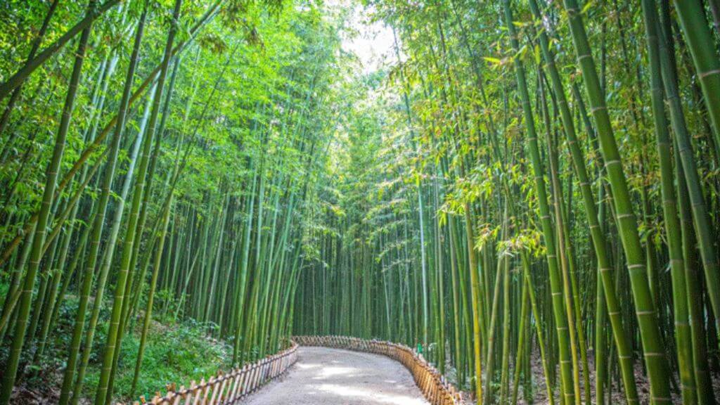 Công viên quốc gia Teahwagang là công viên có khu rừng tre lớn nhất Hàn Quốc