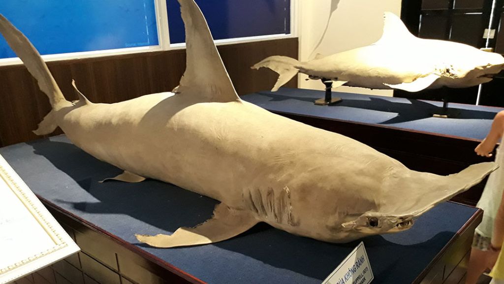 Mẫu vật trưng bày tại Viện Hải Dương Học