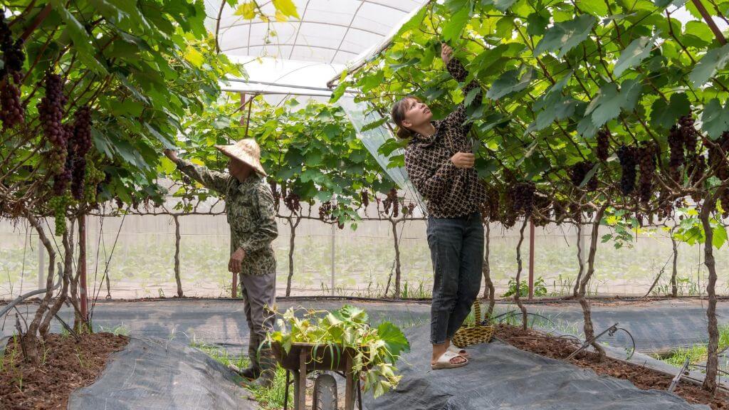 Vùng vang Barossa Valley  Nơi của nho Shiraz hàng đầu nước Úc