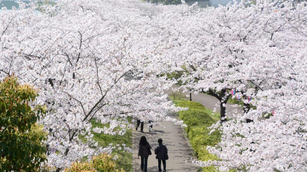 Komatsugawa Senbonzakura – con đường hoa anh đào nổi tiếng