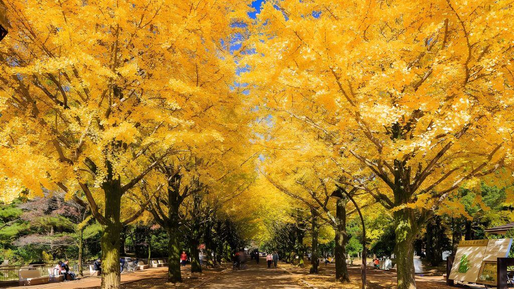 Đại lộ Icho Namiki – Hàng cây ngân hạnh chuyển vàng rực rỡ vào mùa thu Tokyo.