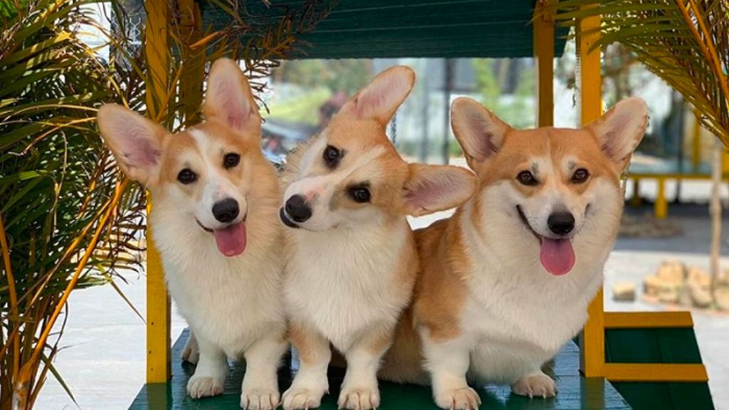 Ghé Puppy Farm thăm những em cún siêu đáng yêu