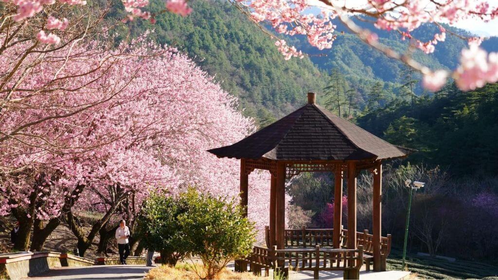 Đài Loan Mùa Hoa Anh Đào