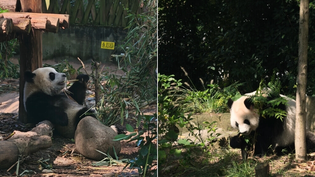 Trung tâm bảo tồn gấu trúc Thành Đô