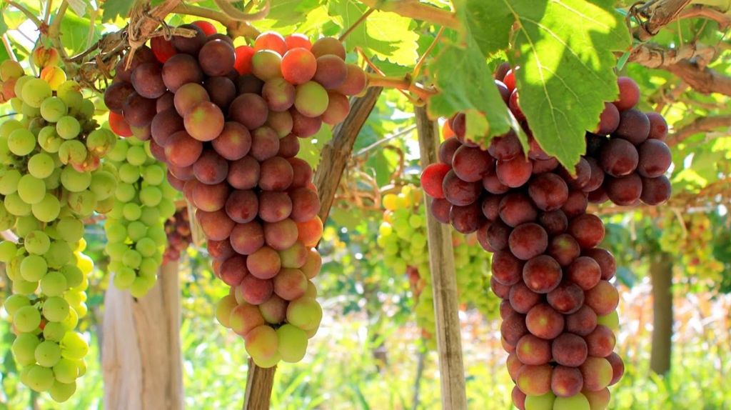 Quý khách có dịp thưởng thức siro nho, rượu nho và ăn trực tiếp nho tại Vườn Nho