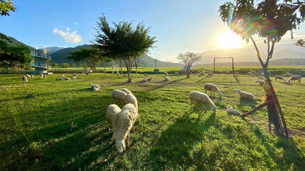 Quý khách trải nghiệm chăn cừu, chụp hình với cừu tại Đồng Cừu Suối Tiên