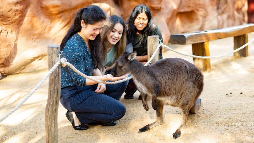 Du khách tham quan Featherdale Wildlife Park – công viên động vật hoang dã nổi tiếng của Úc