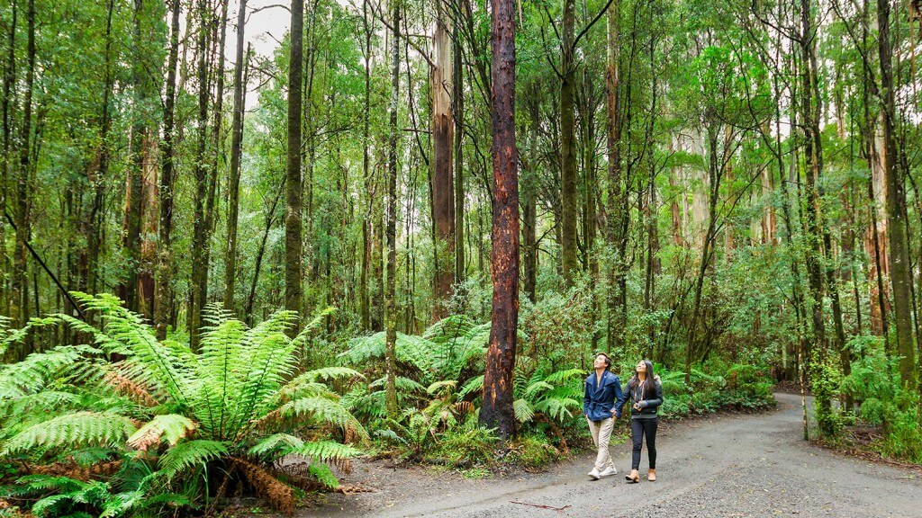 Tham quan Công viên quốc gia Dandenong