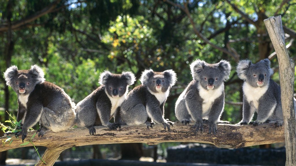 Công viên Maru Koala