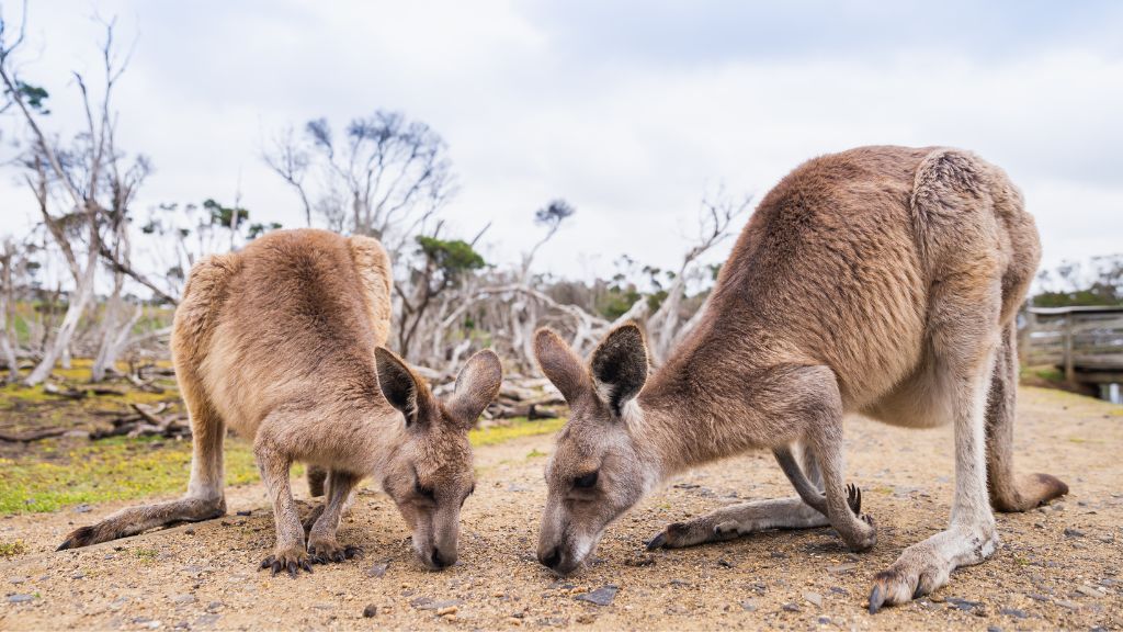 Tour du lịch Úc - Vườn thú hoang dã Wildlife Park