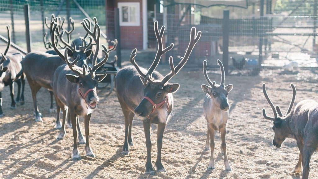 Nông trại tuần lộc – Reindeer Farm