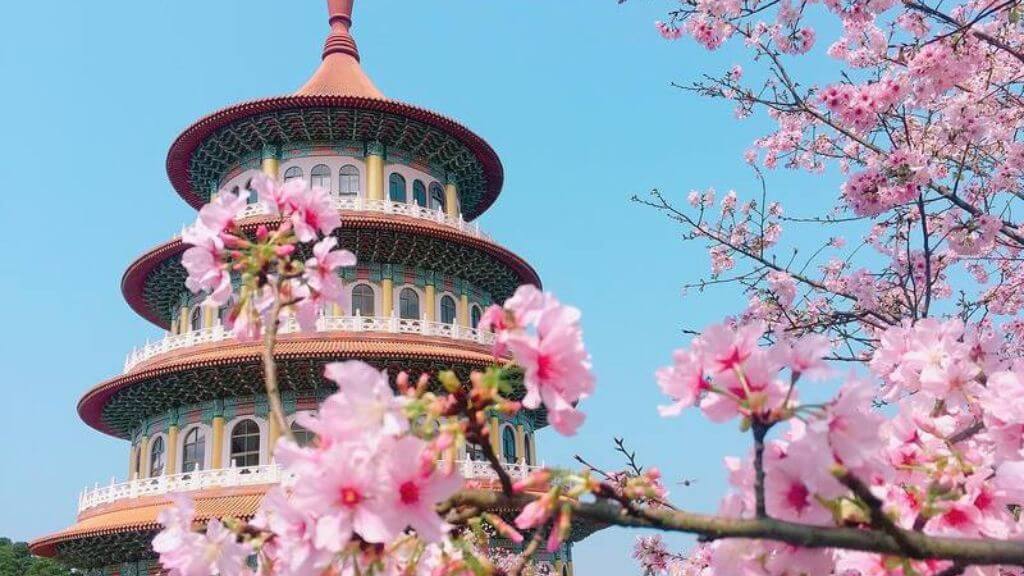 Đài Loan Mùa Hoa Anh Đào