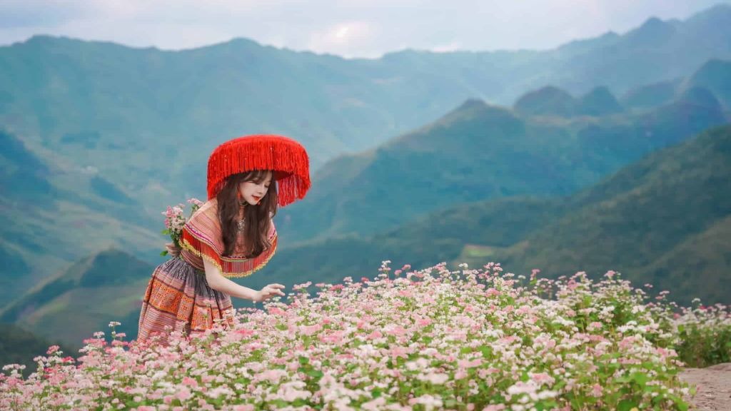 Chụp hình với cánh đồng hoa tam giác mạch trong tour du lịch Hà Giang