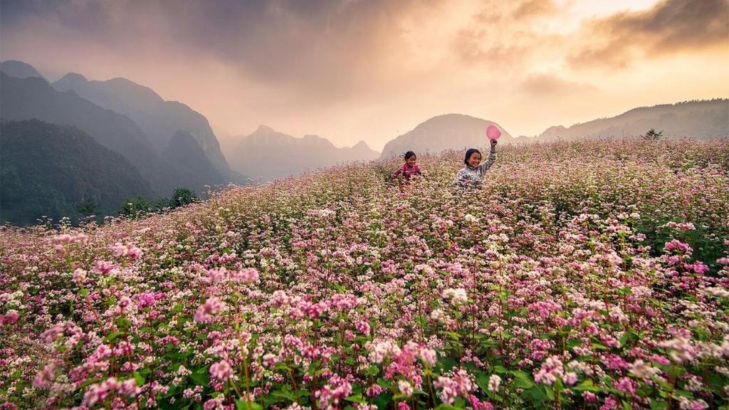 Đắm chìm trong sắc hồng của hoa tam giác mạch khi du lịch Hà Giang