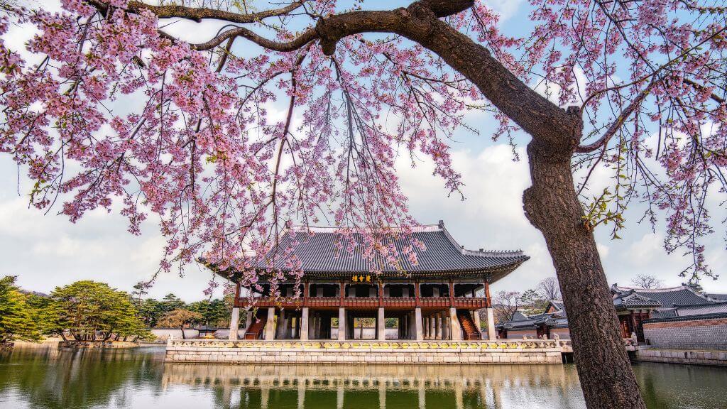 Hàn Quốc mùa hoa anh đào