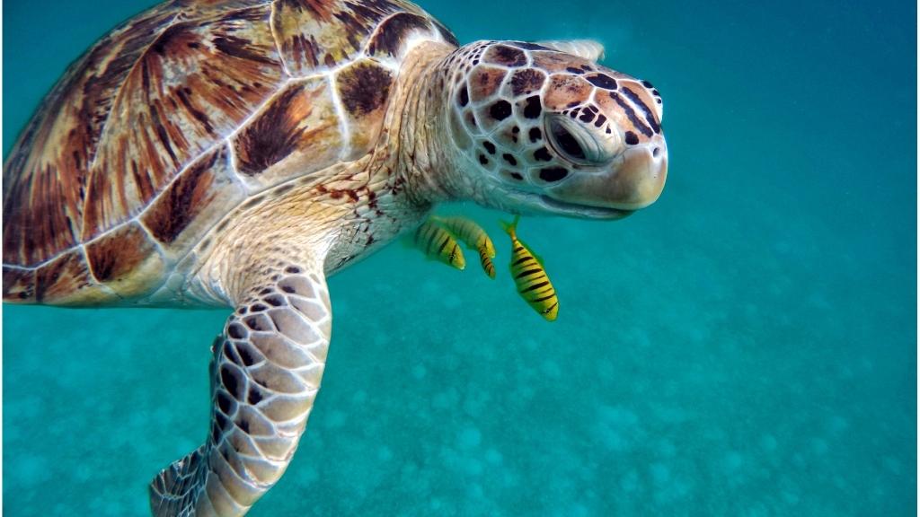 Trải nghiệm xem rùa khi du lịch Maldives