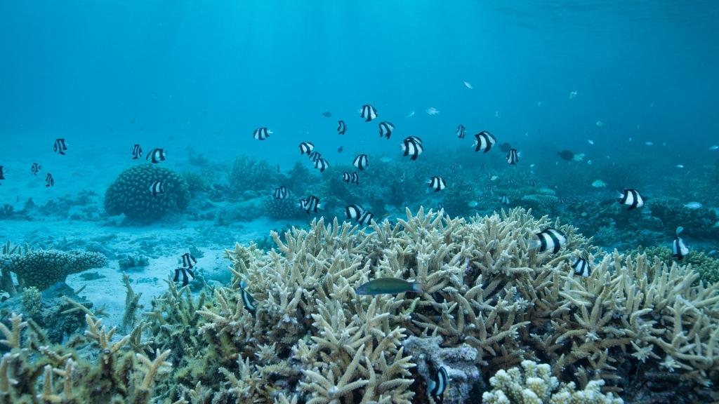 Khám phá các rặng san hô thú vị dưới lòng biển Maldives
