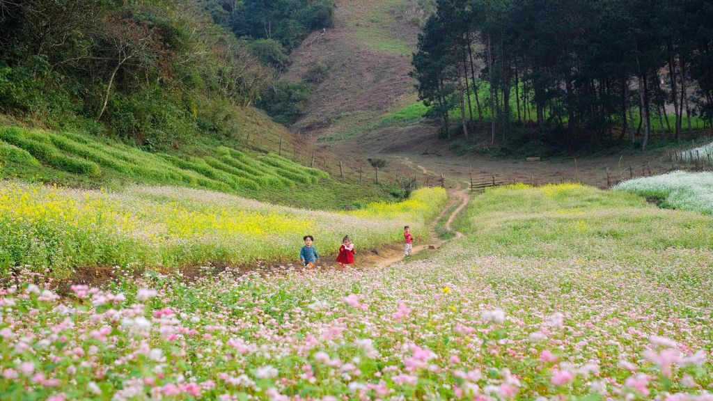 Cánh đồng hoa cải vàng Mộc Châu