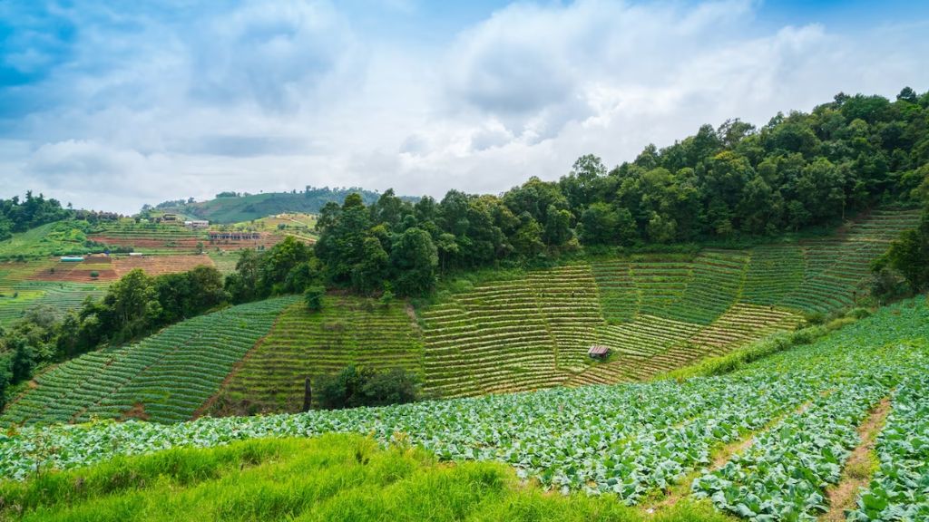 Đồi chè Mộc Châu xanh ngát