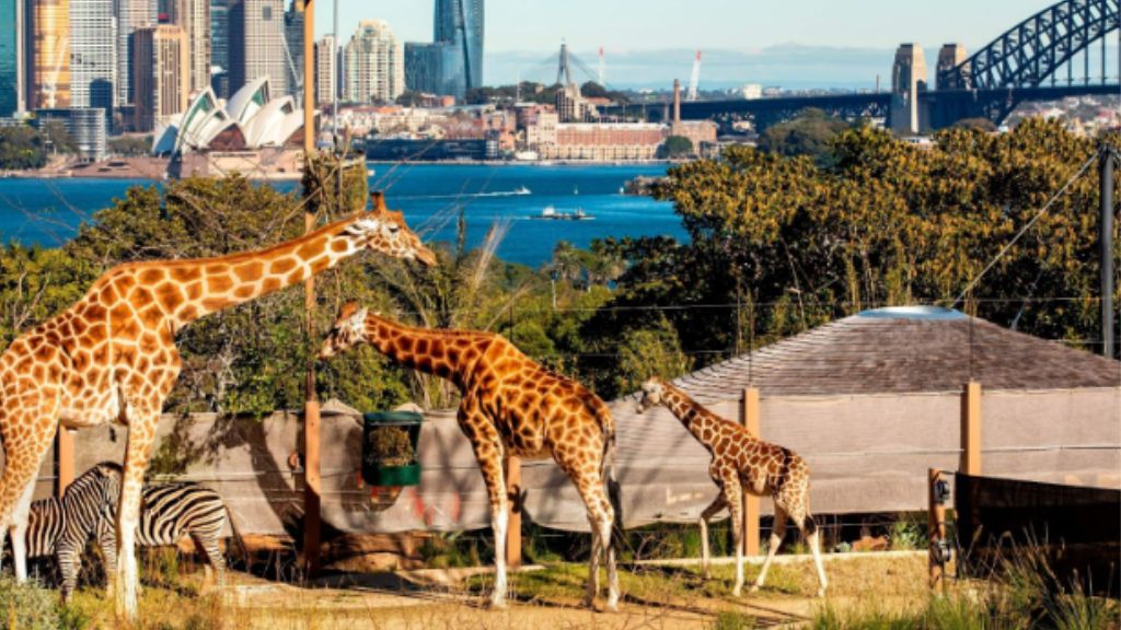 Khám phá thế giới động vật tại Sydney Zoo