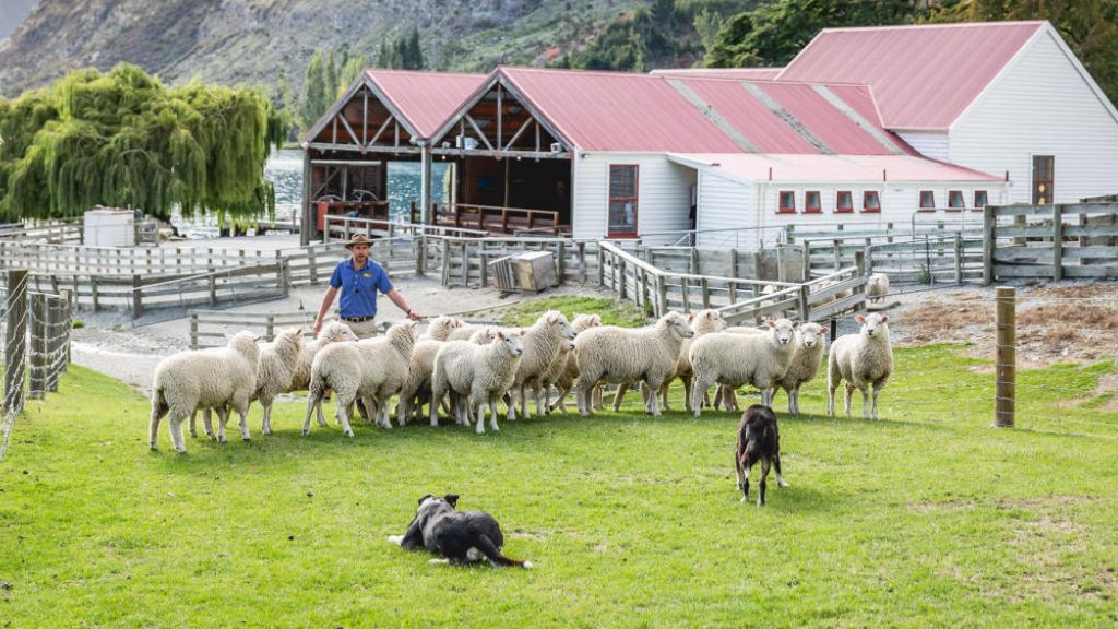 Nông trại Walter Peak với những chú cừu đáng yêu