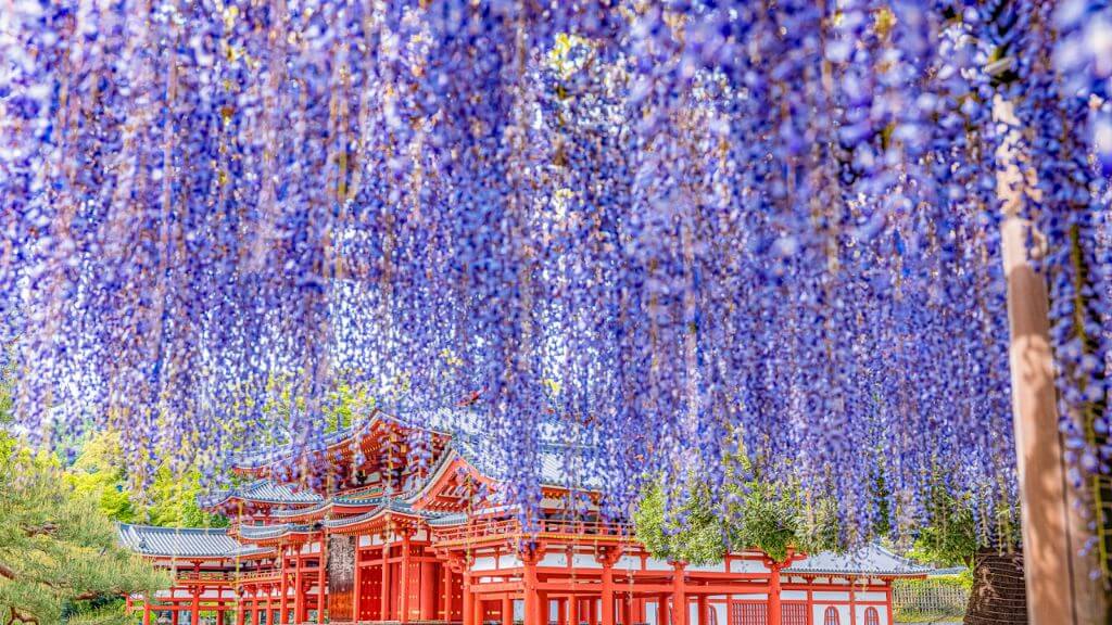 Đền Kameido Tenjin – địa điểm ngắm hoa tử đằng nổi tiếng tại Tokyo