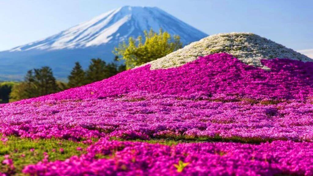Lễ hội hoa chi anh Fuji Shibazakura nổi tiếng tại Nhật Bản