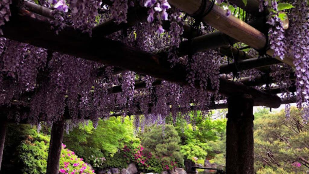Ngắm hoa tử đằng tại Jonangu Shrine