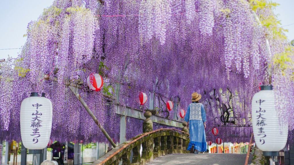 Du Lịch Nhật Bản 30/4 - Mùa Hoa Tử Đằng (Từ Hồ Chí Minh)