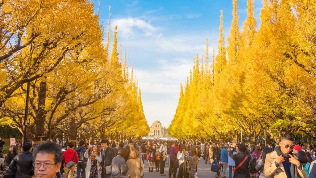 Đại lộ Icho Namiki - điểm ngắm lá vàng đẹp nhất Tokyo