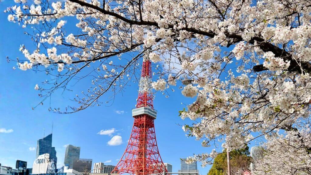 Tháp Tolyo mùa hoa anh đào