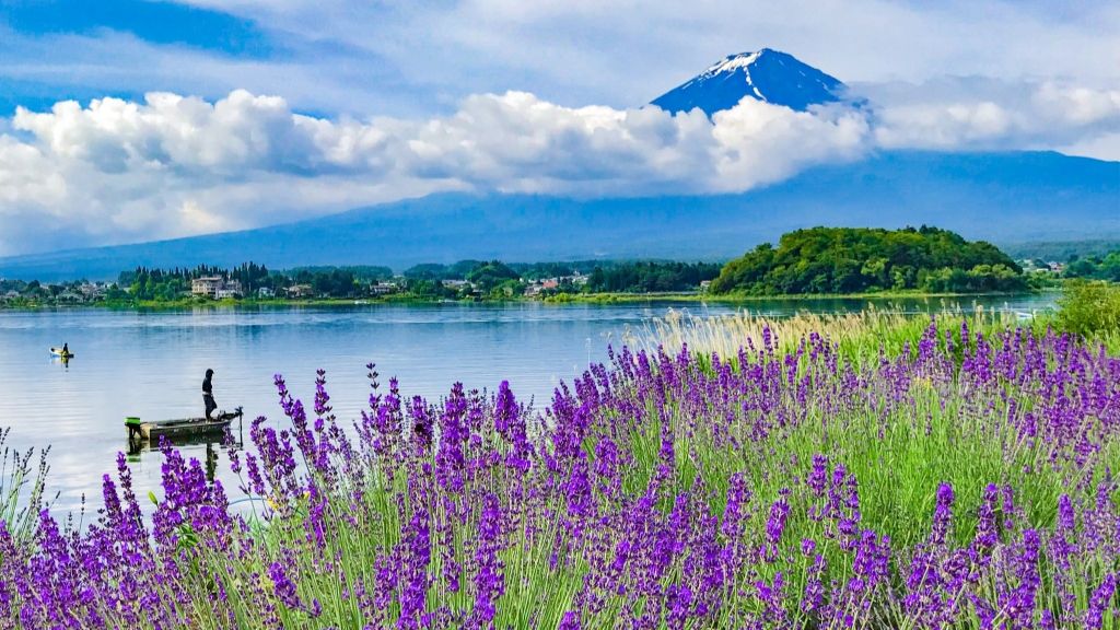 Tháng 6   7 cánh đồng hoa Lavender thơ mộng tại Oishi Park