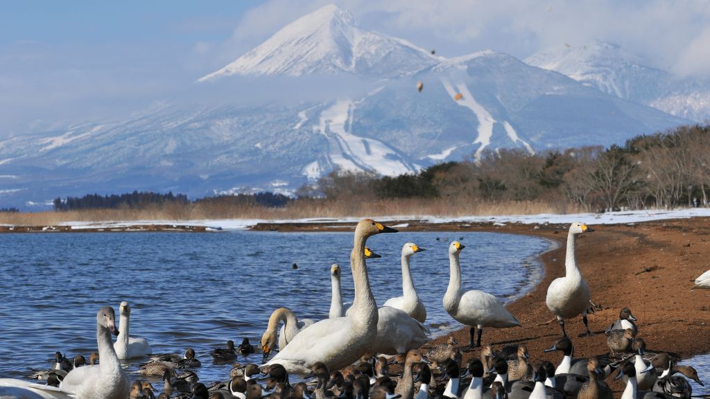 Hồ thiên nga Inawashiro bên núi Bandai hùng vĩ