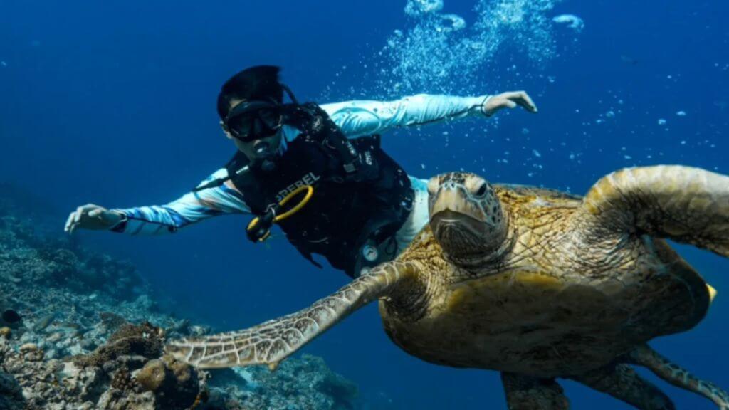Săn khoảnh khắc bơi lượn cùng rùa biển