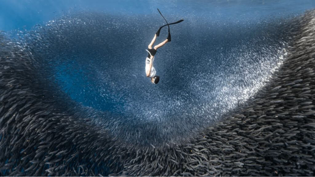 Trải nghiệm cảm giác vô cùng thú vị khi bơi giữa hàng triệu con cá mòi bơi theo đàn