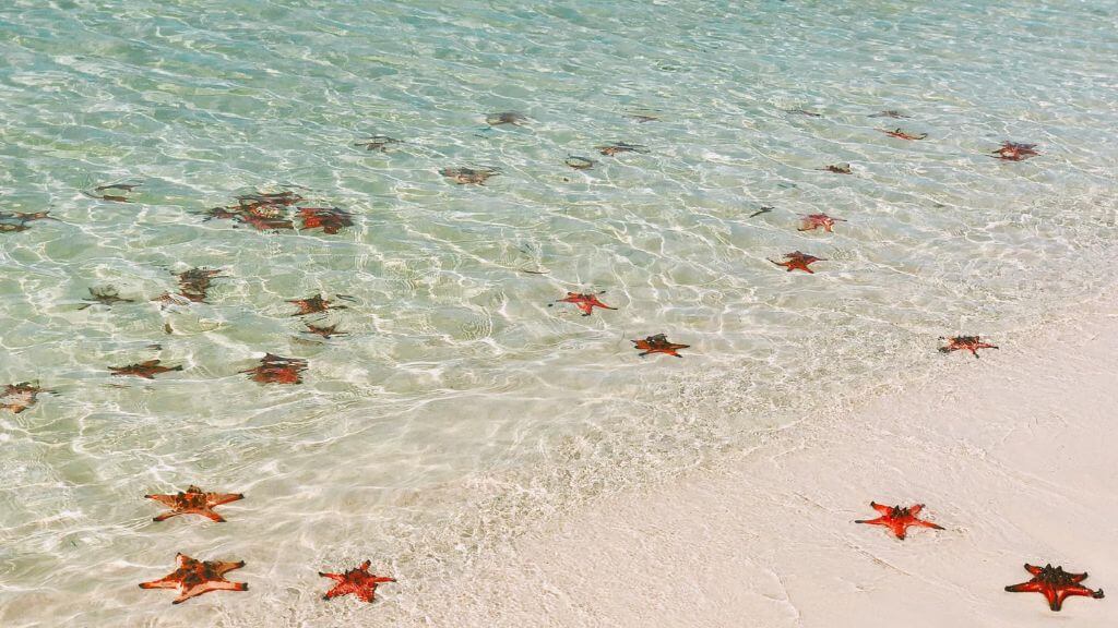 Rạch Vẹm – “Vương quốc sao biển” nổi tiếng tại Phú Quốc