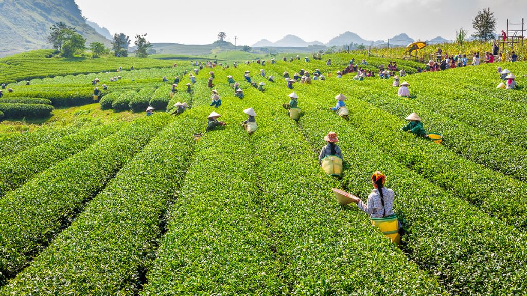 Nông trường đồi chè Mộc Châu