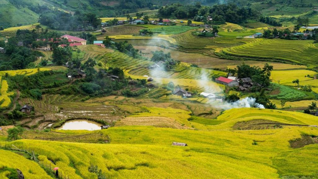 Ngải Thầu nổi bật trong mùa lúa chín