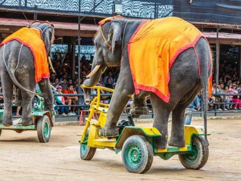 Thưởng thức xiếc voi trong tour du lịch thái lan