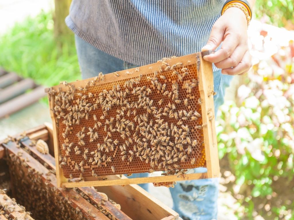 Tìm hiểu về ong tại Big Bee Farm