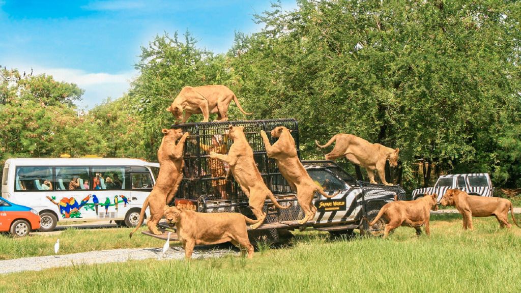 Khám phá thế giới động vật tại Safari