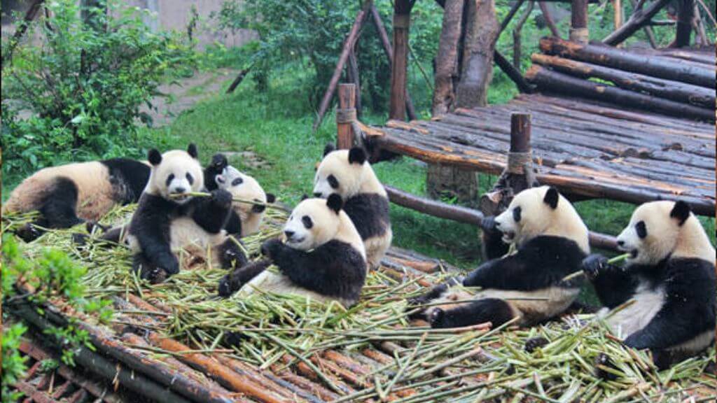 Thăm quan Công viên gấu trúc