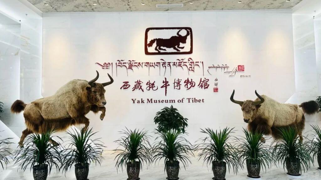 Bảo tàng Bò Yak – nơi giới thiệu về loài bò đặc trưng của vùng cao nguyên Tây Tạng