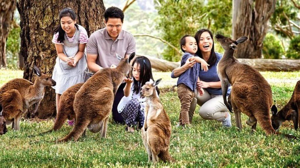 Featherdale Wildlife Park (Vườn thú hoang dã) – nơi bảo tồn những loại động vật quý hiếm của Australia