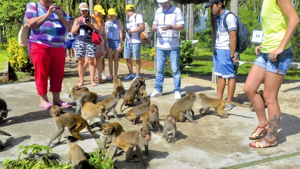 Khách du lịch Nha Trang tương tác cùng đàn khỉ dễ thương