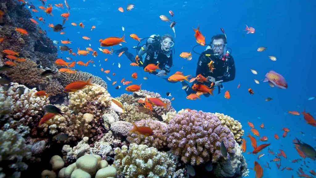 Trải nghiệm cảm giác lặn ngắm san hô trong tour du lịch vịnh Nha Trang