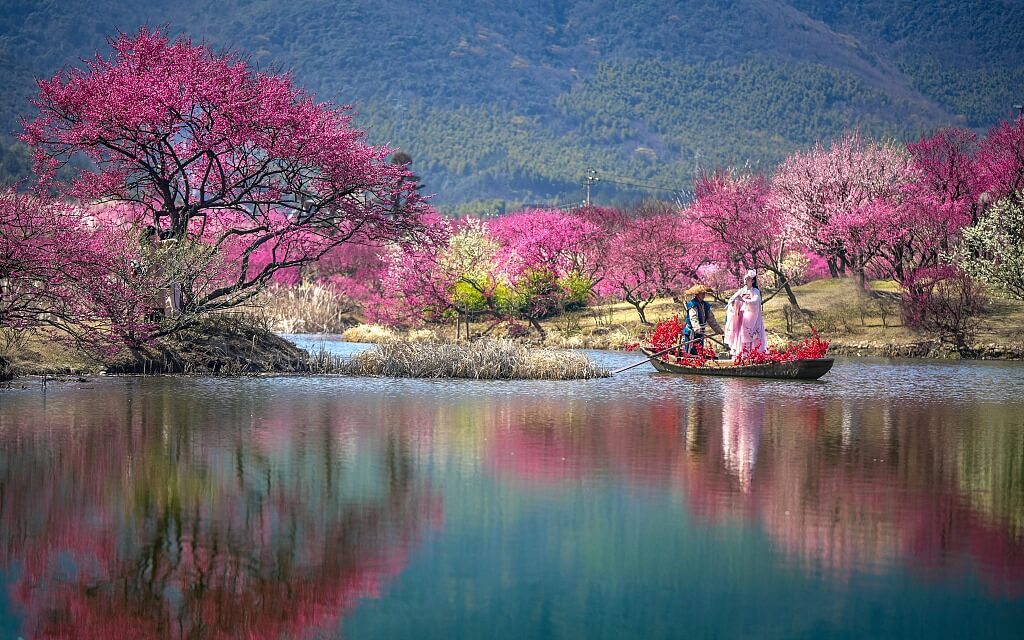 Mùa Hoa Anh Đào Trung Quốc